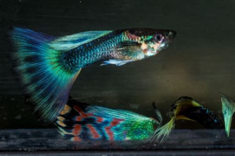 Fancy Male & Female Guppies Fish for Sale .